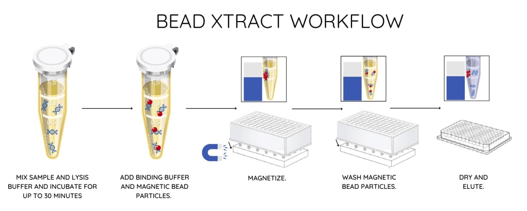 bead-xtract-workflow