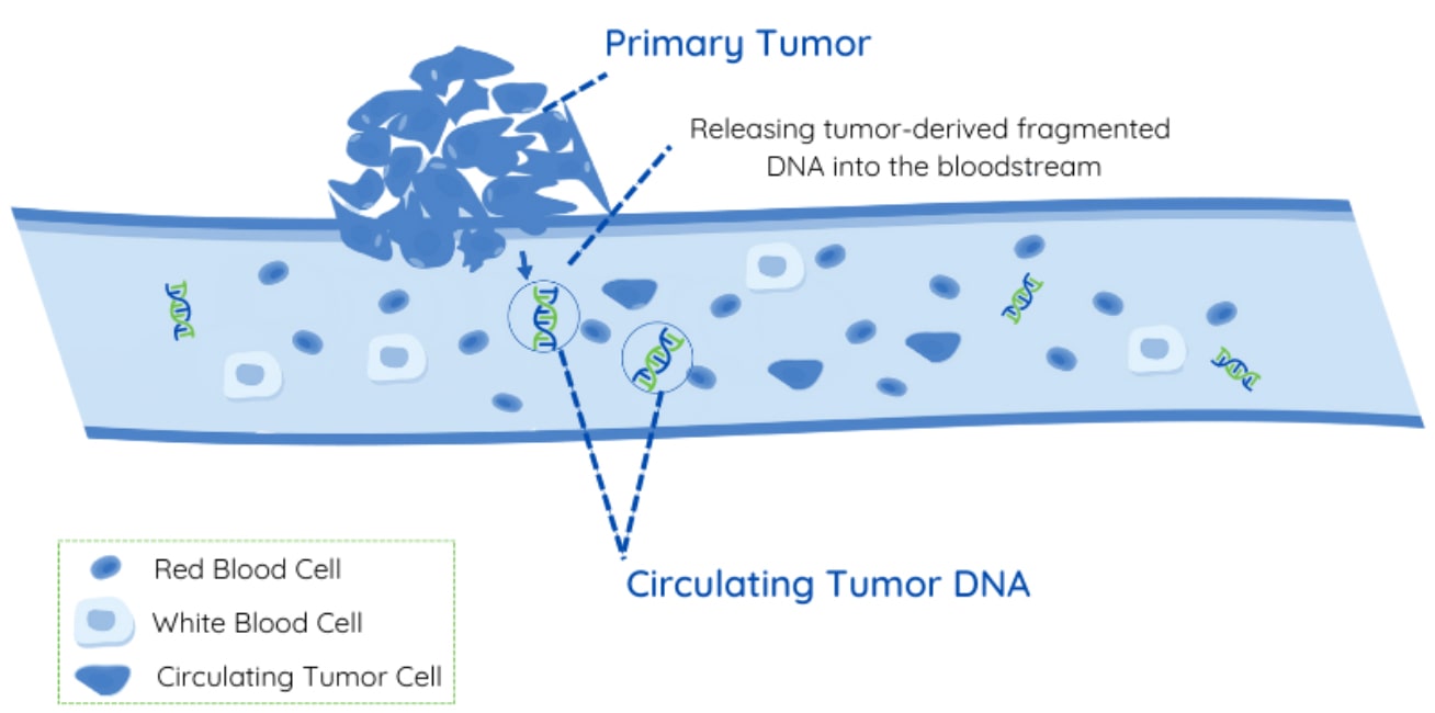 Diagram depicting the shedding of circulating tumor DNA (ctDNA) in the bloodstream from a primary tumor