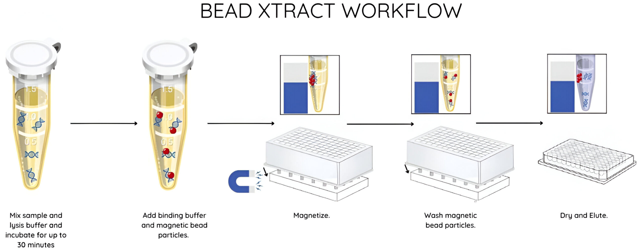 Diagram of the automated Bead Xtract cfDNA kit workflow